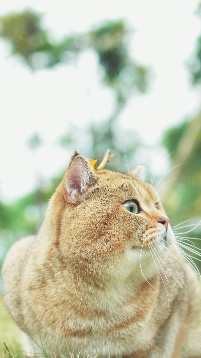 爱揣手手的猫猫图片