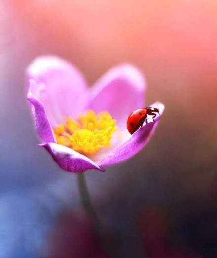 花朵上的七星瓢虫唯美高清图片