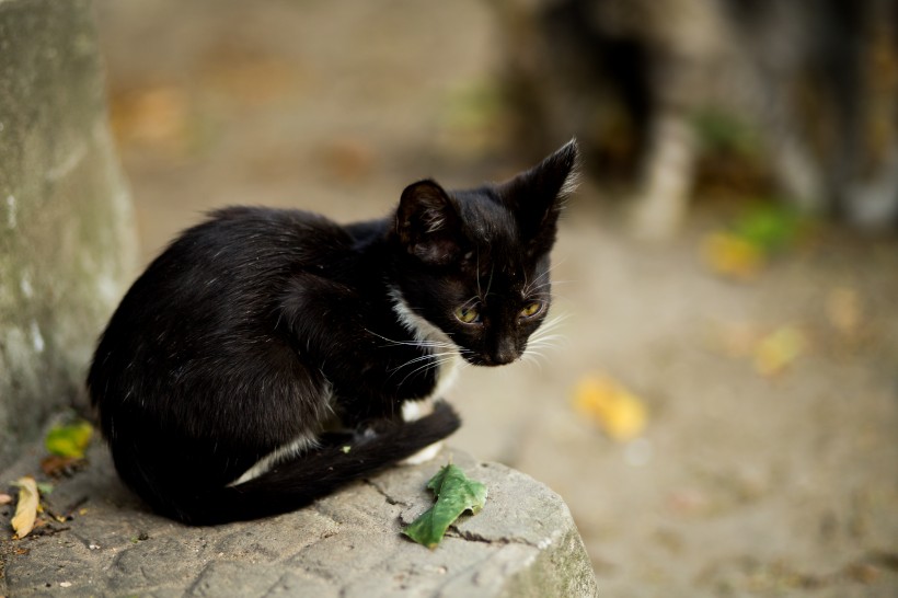 一组黑色猫咪图片