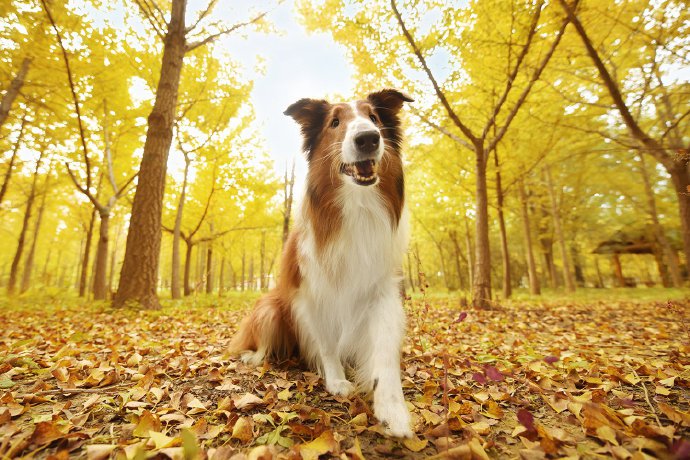 漂亮秋景下优雅的苏牧犬图片