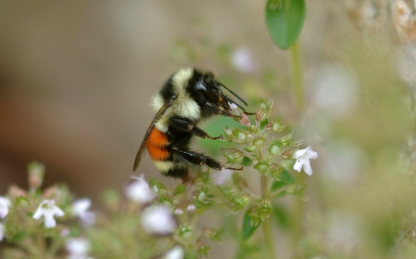 蜜蜂寫真