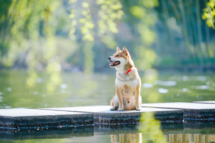 一组穿着西装的柴犬狗狗