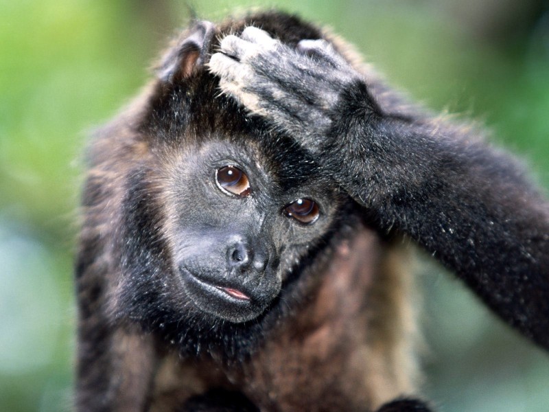 靈長類動物圖片