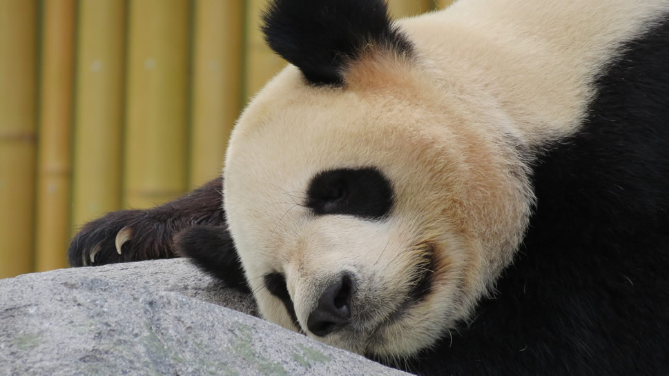 一組稀有動物大熊貓圖片欣賞