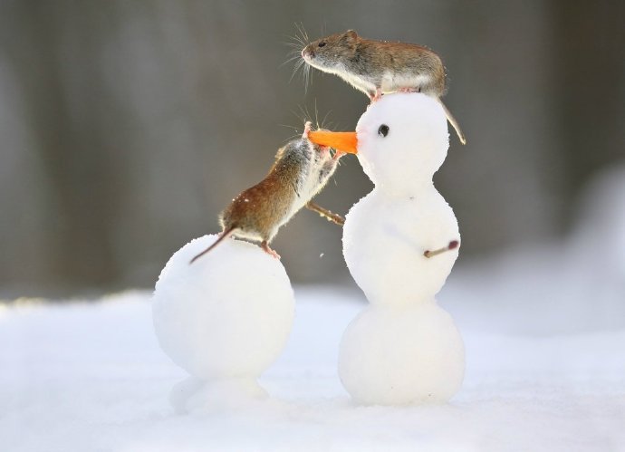 玩雪人的可爱小老鼠图片