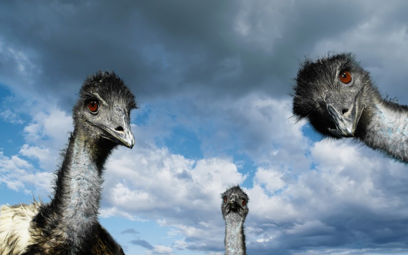 草原上的野生鴕鳥圖片