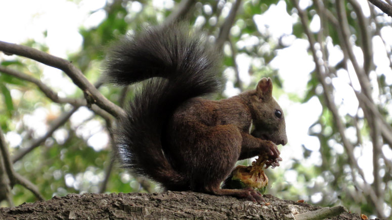 在树上吃松果的小松鼠图片