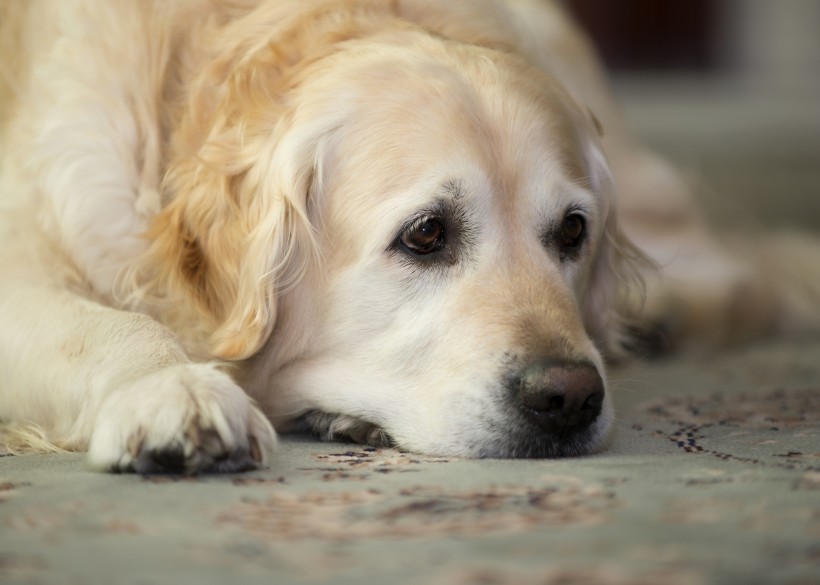 金毛犬圖片