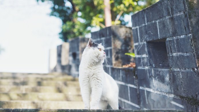 喜欢在野外玩耍的猫咪图片