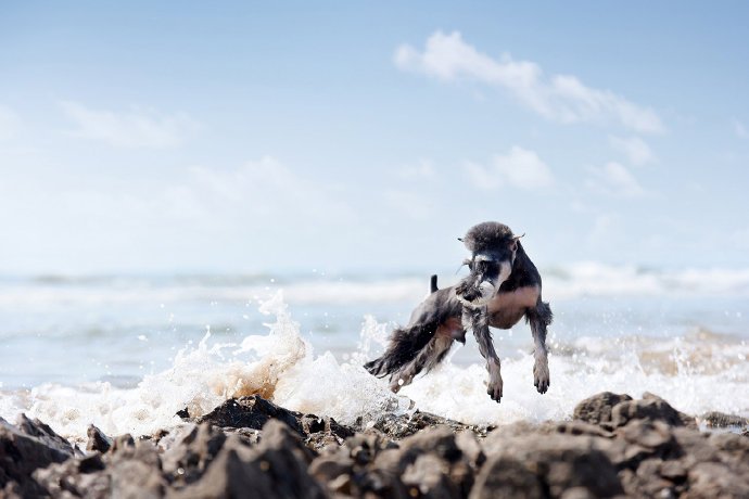 小狗狗在超有特色的岩石海滩欢脱的奔跑