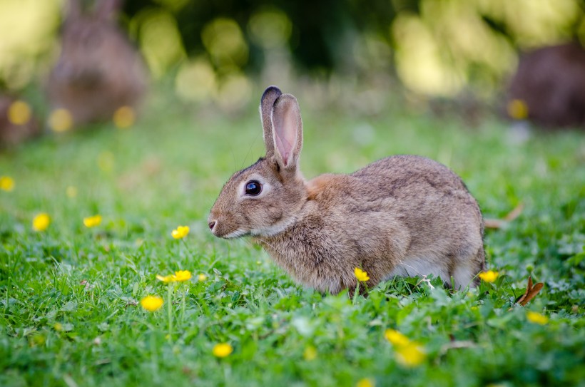 一只野生兔子图片