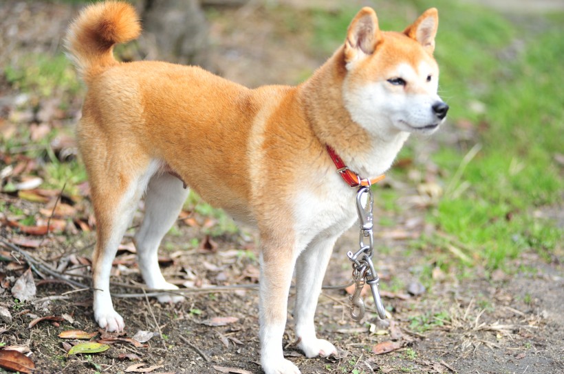 活潑可愛靈敏的柴犬圖片欣賞