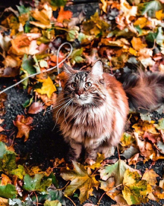 一只散步在深秋林地中的挪威森林-缅因混血猫