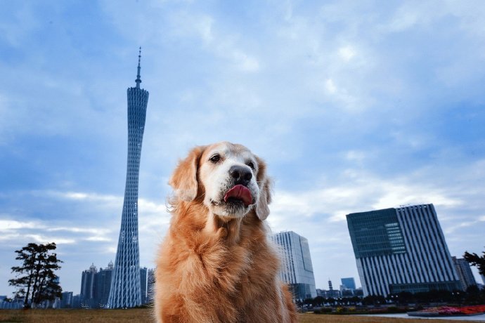 一组超好看的狗狗宣传照图片欣赏