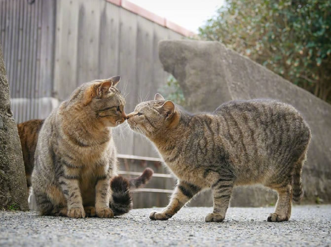 一组超治愈的猫咪图片