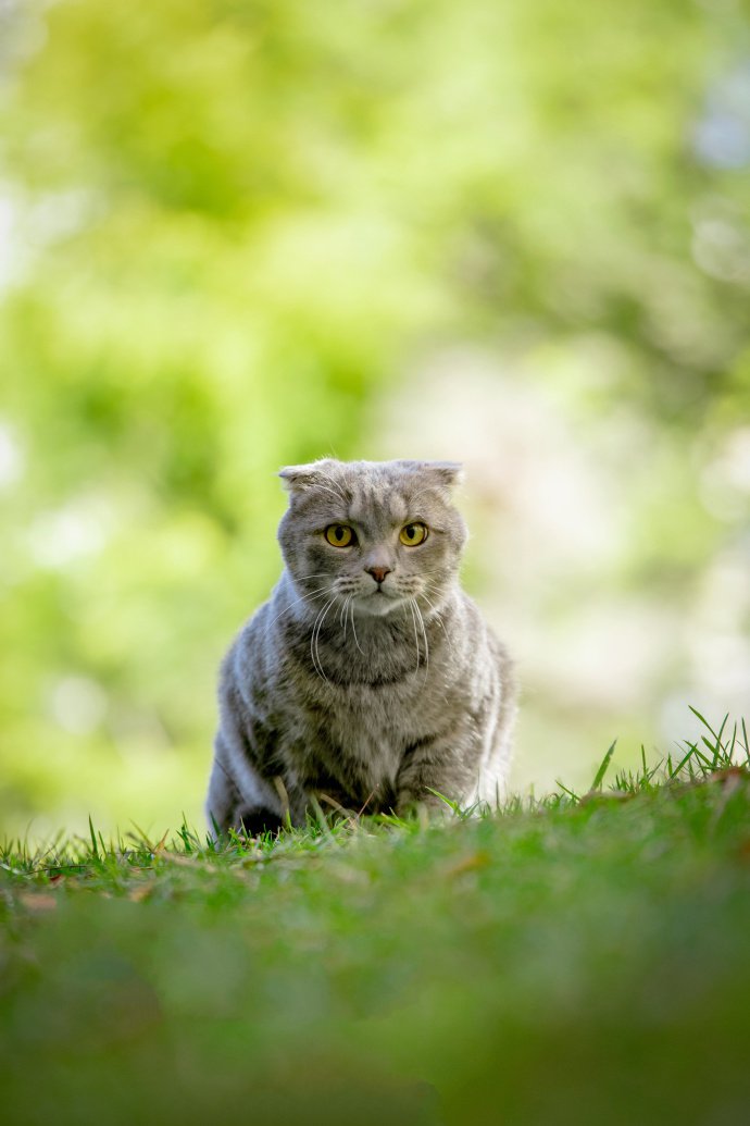 一只在草地上的折耳猫