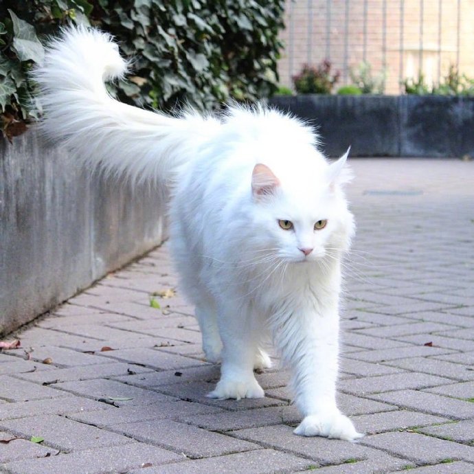 一只超酷的白色缅因猫，眼神自带杀气