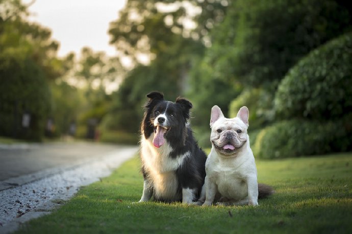 斗牛犬和边牧的可爱图片