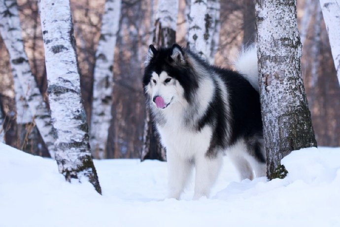 一组阿拉斯加在雪地里自在的模样