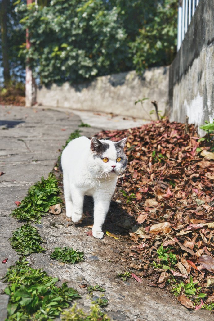 喜欢在野外玩耍的猫咪图片