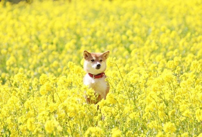 油菜花海和元气满满的小柴犬图片