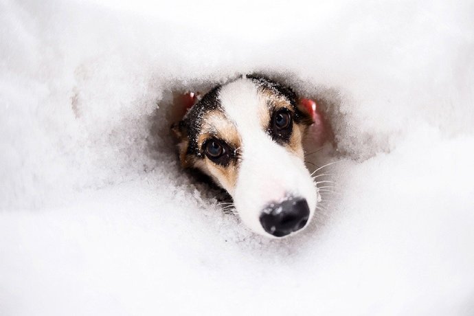 一组雪地里可爱的柯基图片欣赏