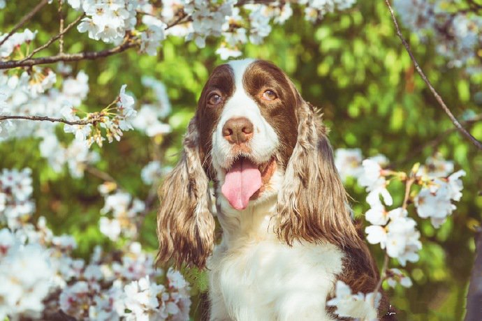 一组开心玩耍的史宾格犬图片