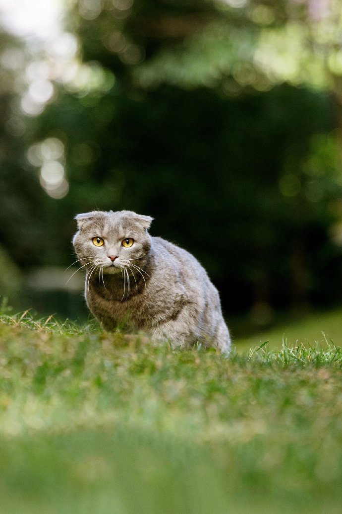 一只在草地上的折耳猫