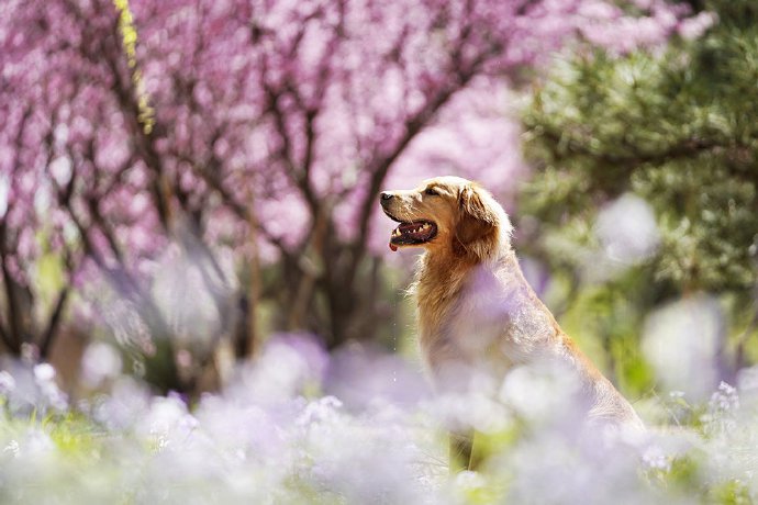 春天是狗狗们不可错过的拍照季节