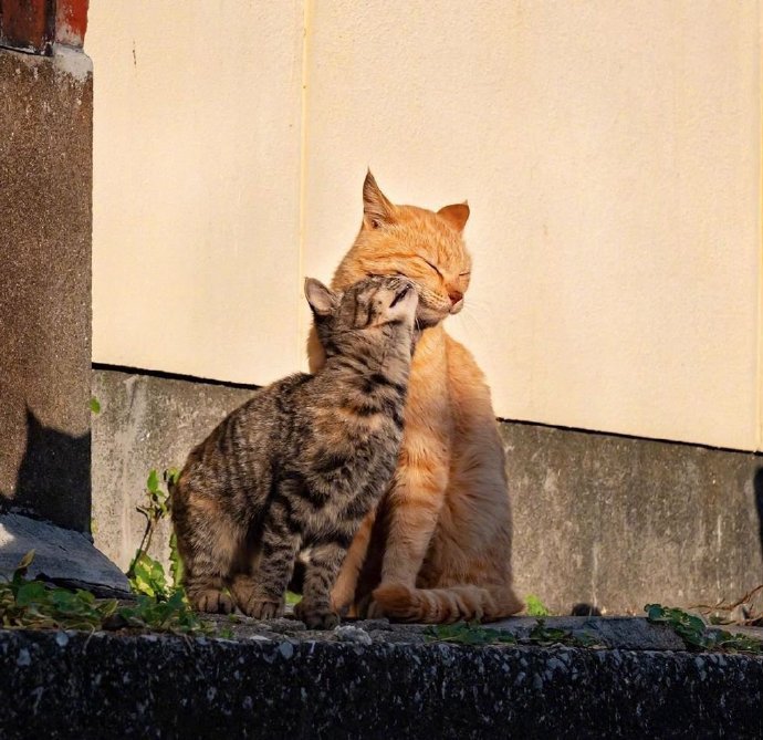 彼此依赖的小猫咪