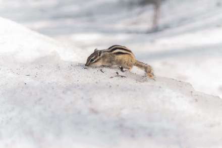 雪地上可爱的花栗鼠图片