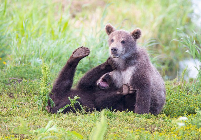 俄罗斯熊宝宝打架图片欣赏
