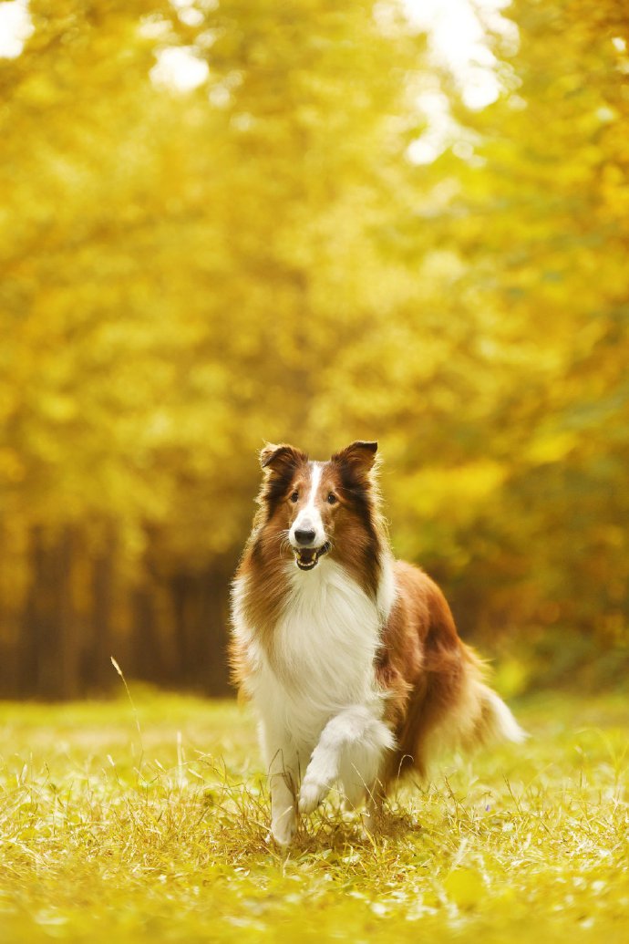 漂亮秋景下优雅的苏牧犬图片