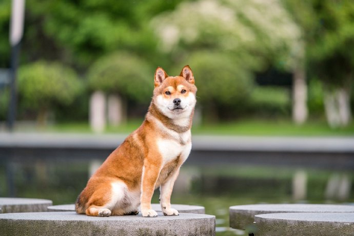 青青草地里可愛的柴犬圖片