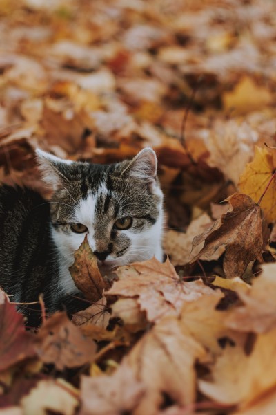 可爱的灰猫图片