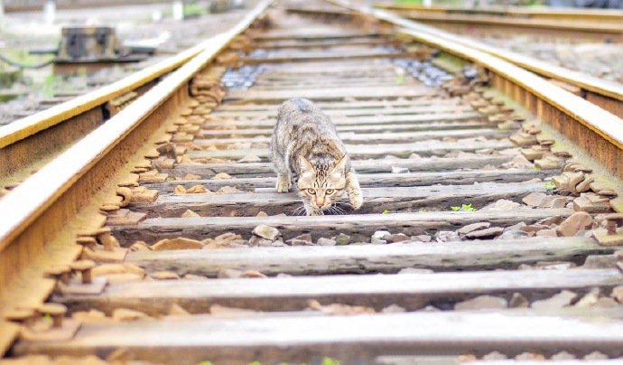 像狐狸一样狡猾可爱的狸花猫图片