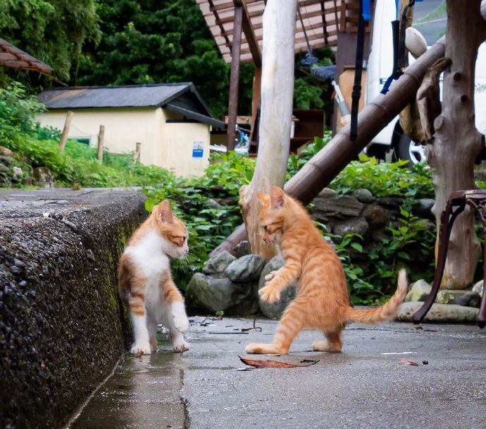 一组功夫小猫摄影图片