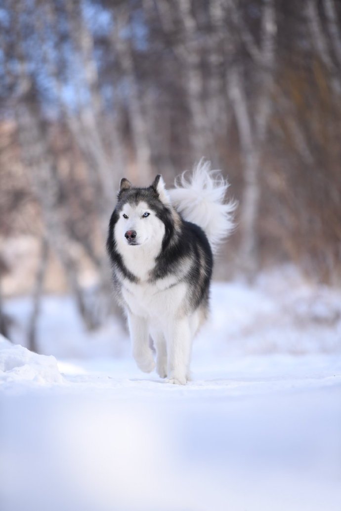 一组雪地里超可爱的哈士奇