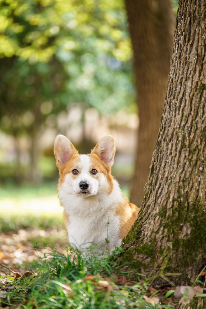 可爱柴犬的六连拍图片