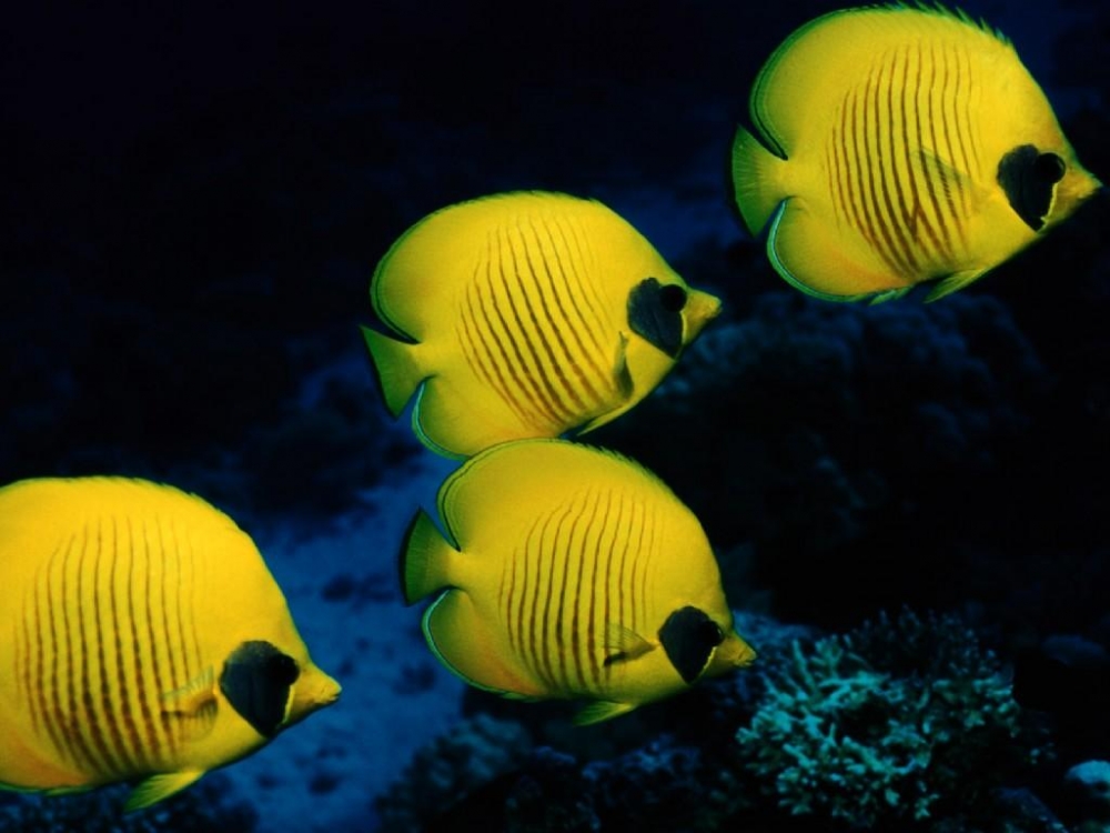 海底生物魚類圖片