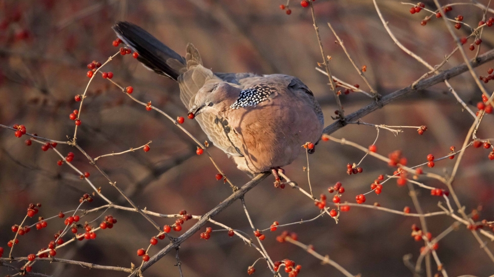 一組斑鳩圖片欣賞