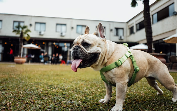 一組蠢萌倔強的斗牛犬圖片欣賞