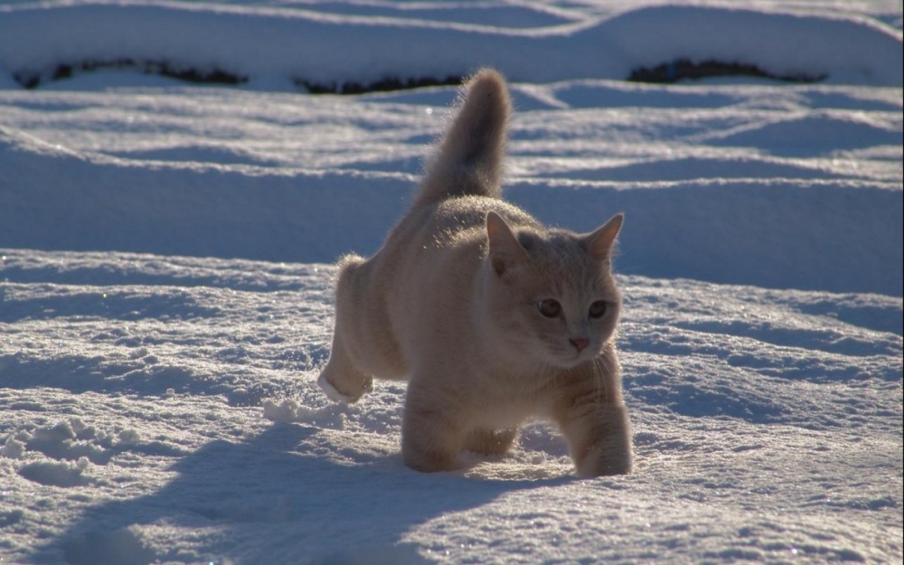 雪地里玩耍的猫咪图片