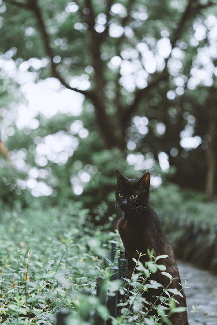 探头探脑的猫猫图片