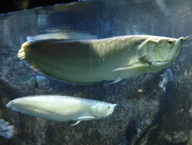 一組銀龍魚圖片