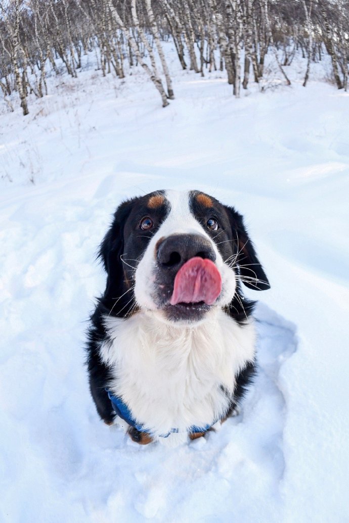 伯恩山的雪景哦～～超好看