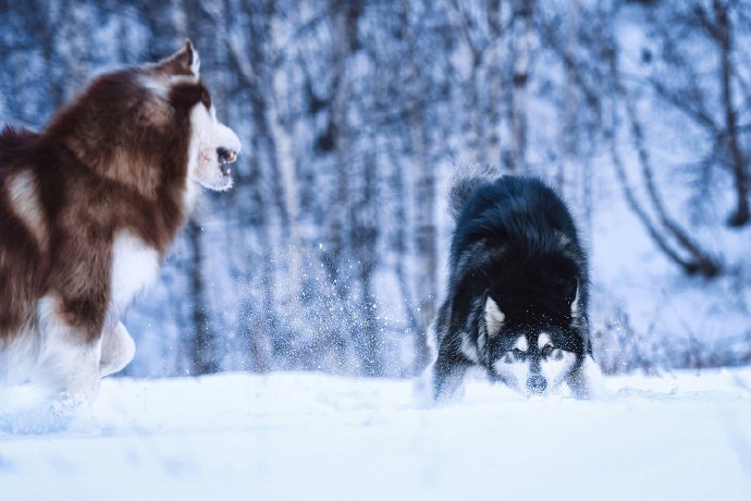 两只在雪地里奔跑的阿拉斯加