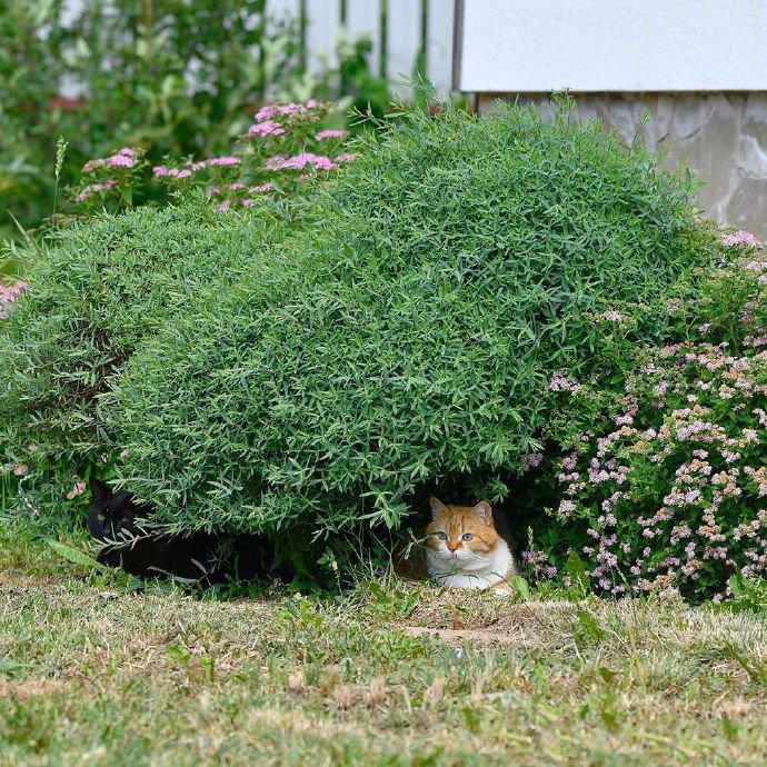 一组可爱小猫咪的夏天拍照时间