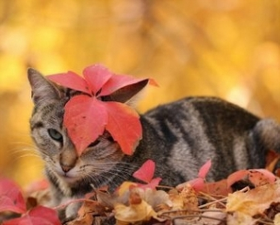 淘气的可爱小猫咪图片