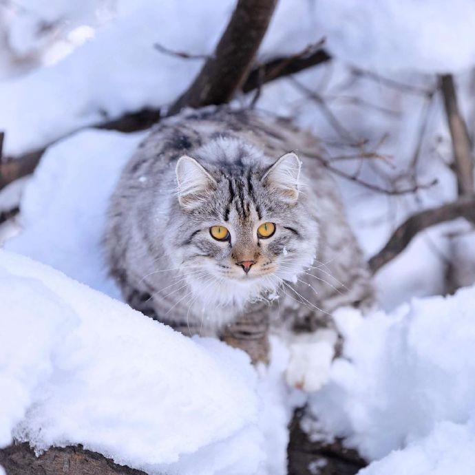 雪地里的西伯利亚猫